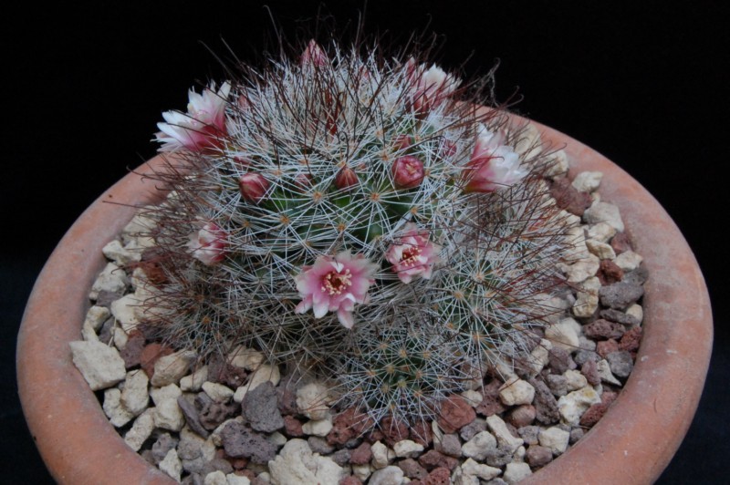 Mammillaria marcosii 