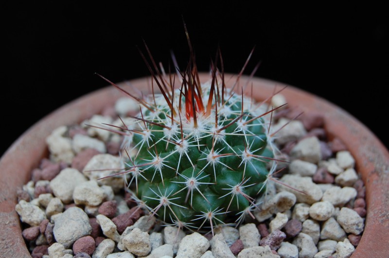 Mammillaria antesbergeriana LAU 1163