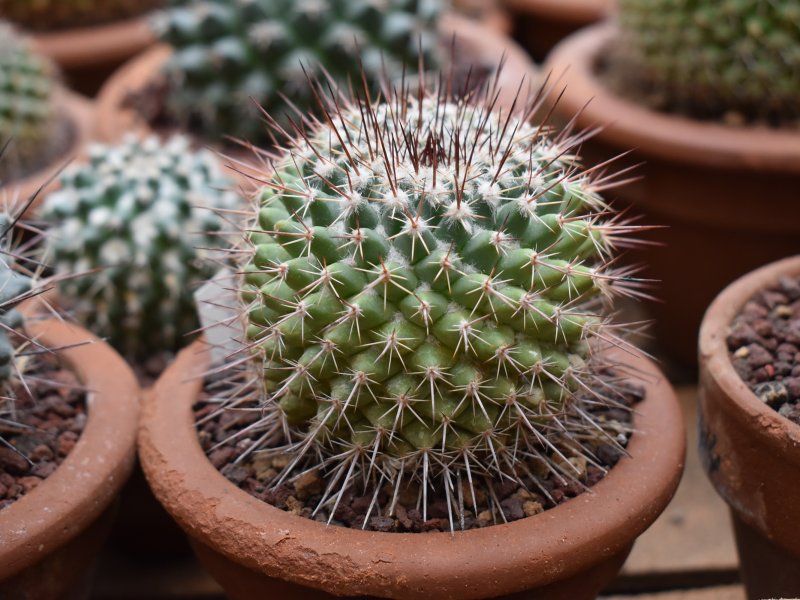 Mammillaria antesbergeriana LAU 1163