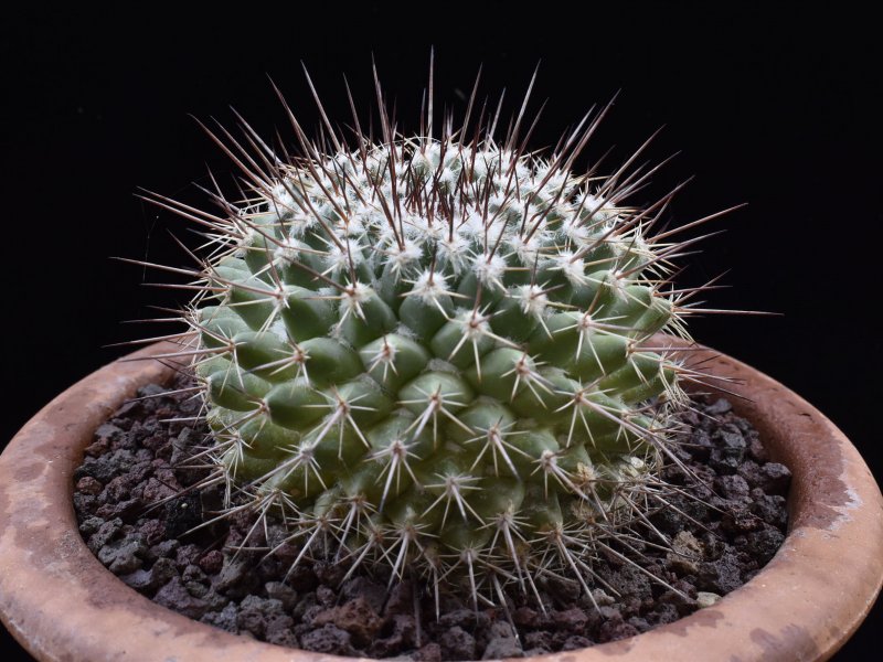 Mammillaria antesbergeriana LAU 1163