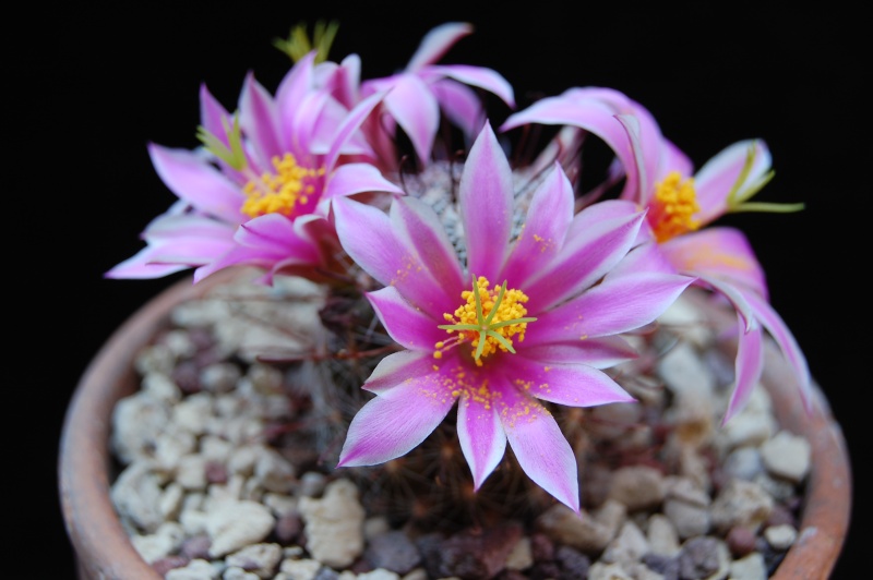 Mammillaria guirocobensis 