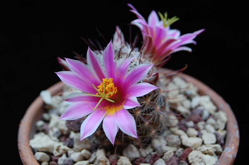 Mammillaria guirocobensis 