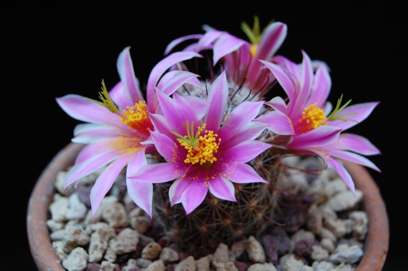 Mammillaria guirocobensis 