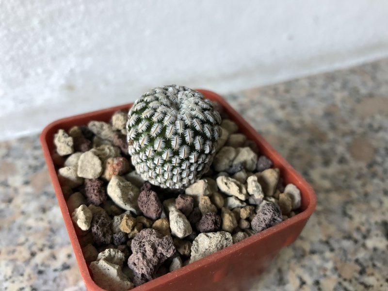 Mammillaria pectinifera 