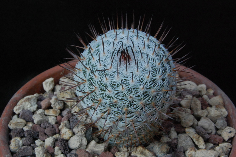 Mammillaria haageana SB 682