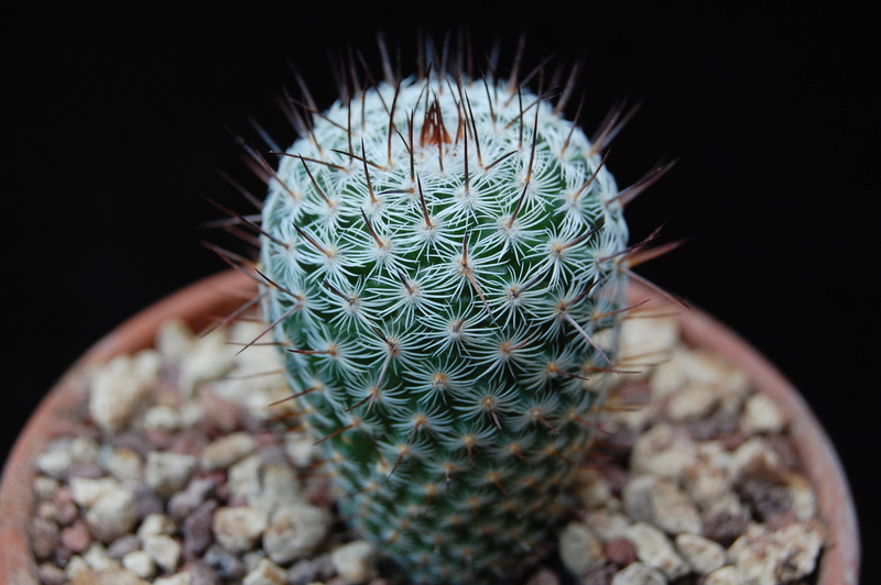 Mammillaria haageana SB 682