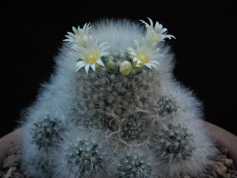 mammillaria albicoma forma