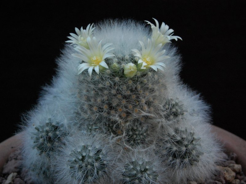 Mammillaria albicoma forma 