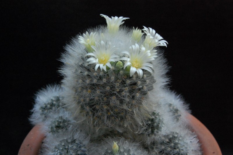 Mammillaria albicoma forma 