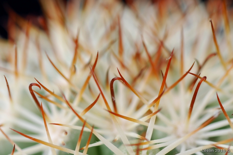 Mammillaria schumannii 