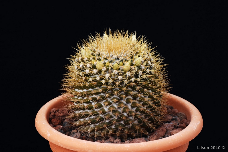 Mammillaria nivosa 