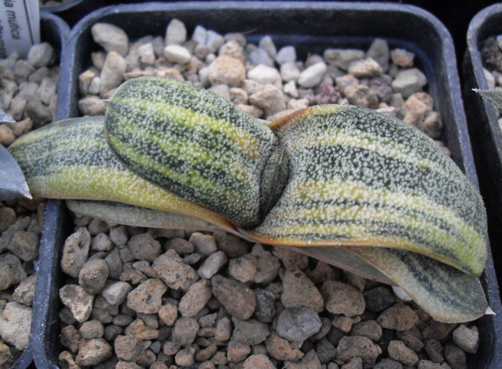 Gasteria batesiana f. variegata 