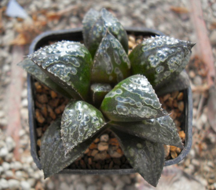 Haworthia cv. Sikinjohu 