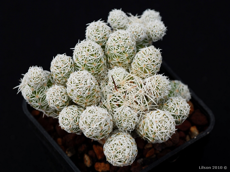 Mammillaria vetula ssp. gracilis 