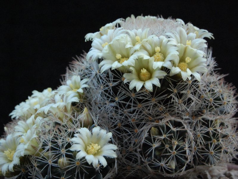 Mammillaria picta LX 482