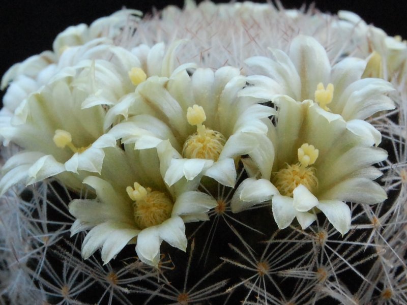 Mammillaria picta LX 482