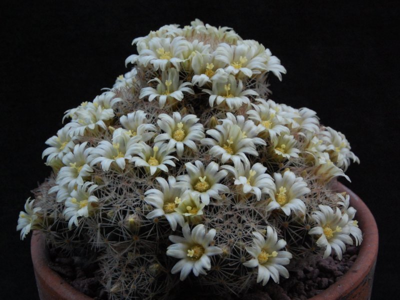 Mammillaria picta LX 482