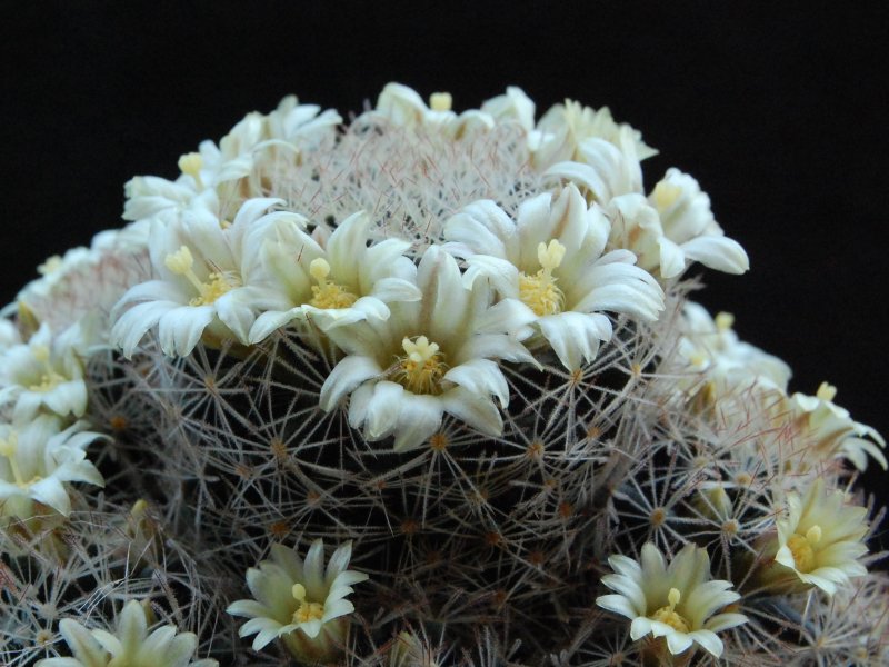 Mammillaria picta LX 482