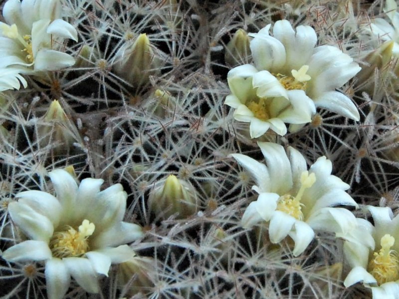 Mammillaria picta LX 482