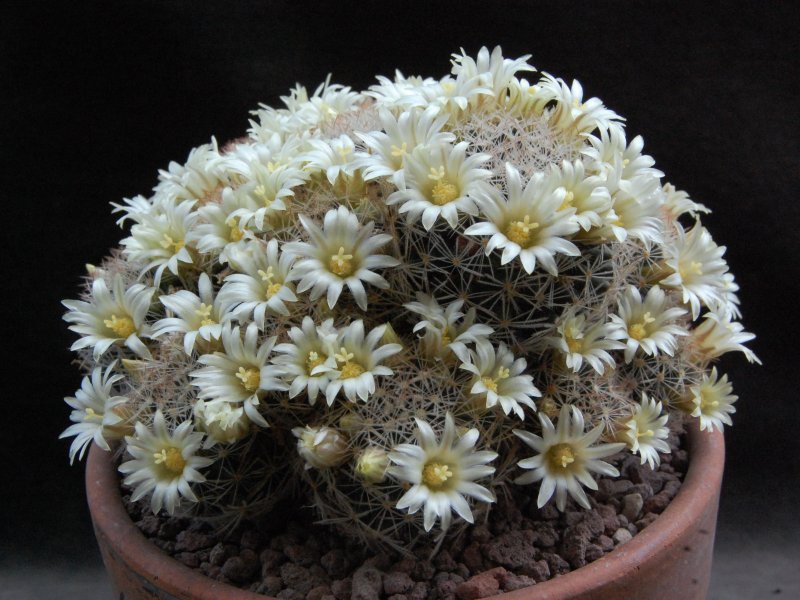 Mammillaria picta LX 482