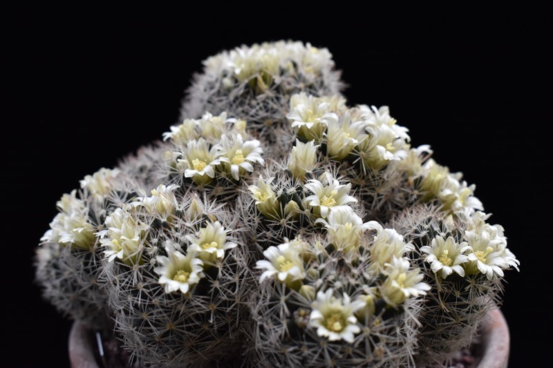 Mammillaria picta LX 482