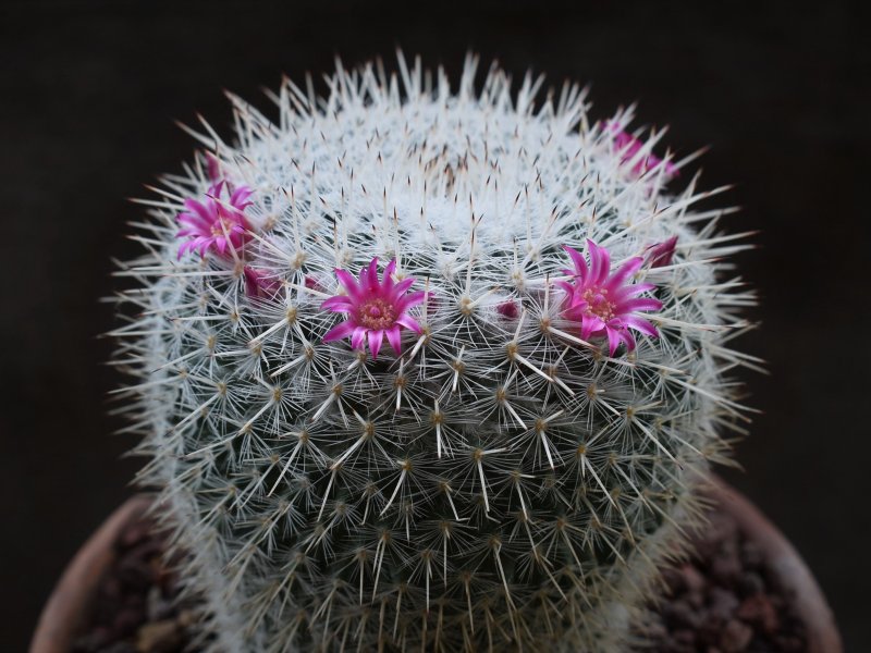 Mammillaria albata 