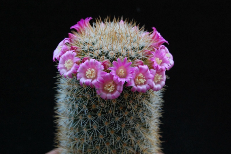 Mammillaria spinosissima v. flava 