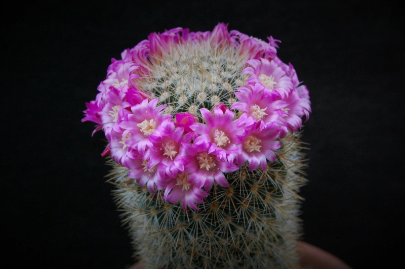 Mammillaria spinosissima v. flava 