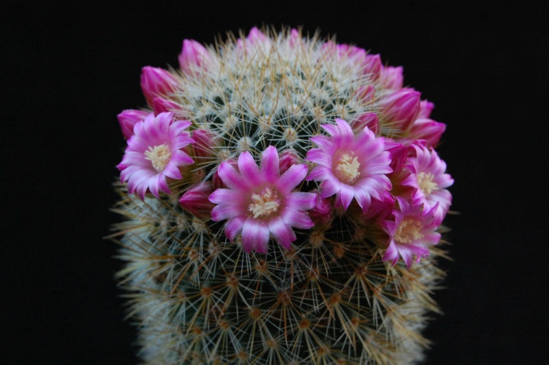 Mammillaria spinosissima v. flava 