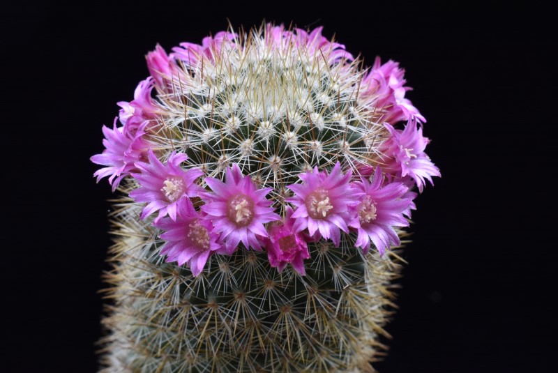 Mammillaria spinosissima v. flava 