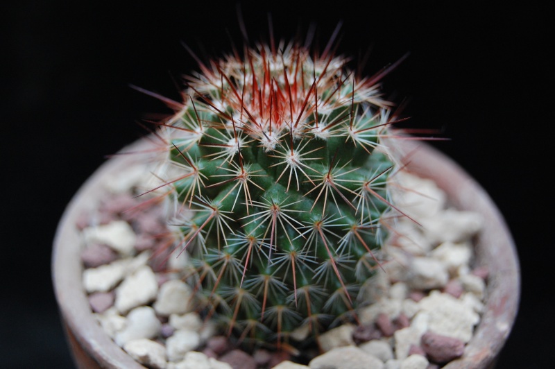 Mammillaria umbrina 