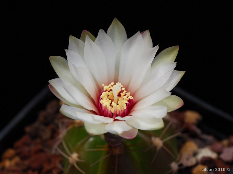 Gymnocalycium fleischerianum M004