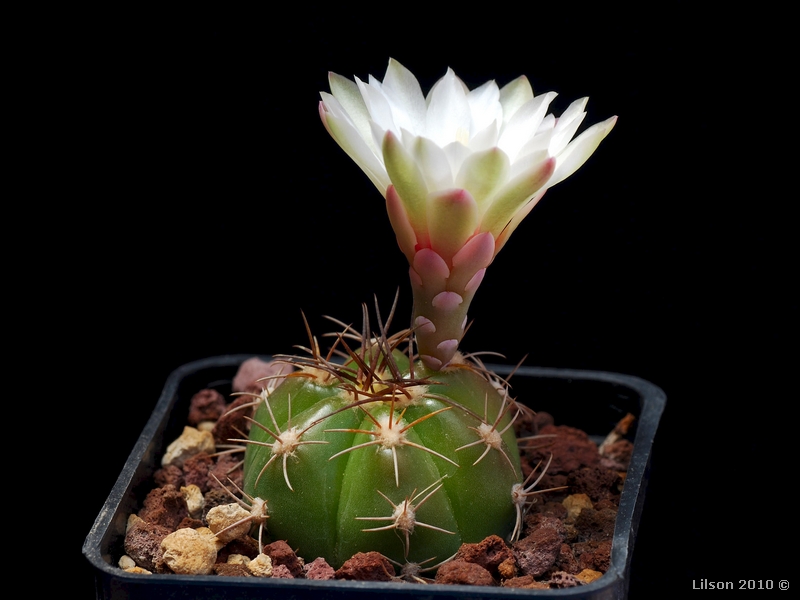 Gymnocalycium fleischerianum M004