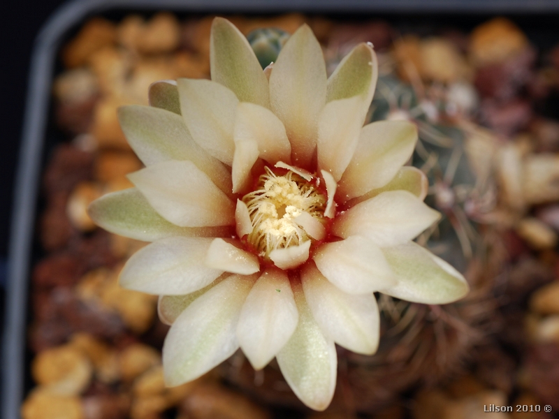 Gymnocalycium erinaceum 