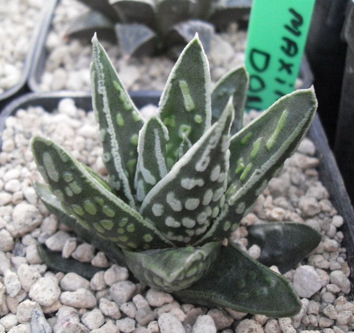 Haworthia pumila cv. Donuts 