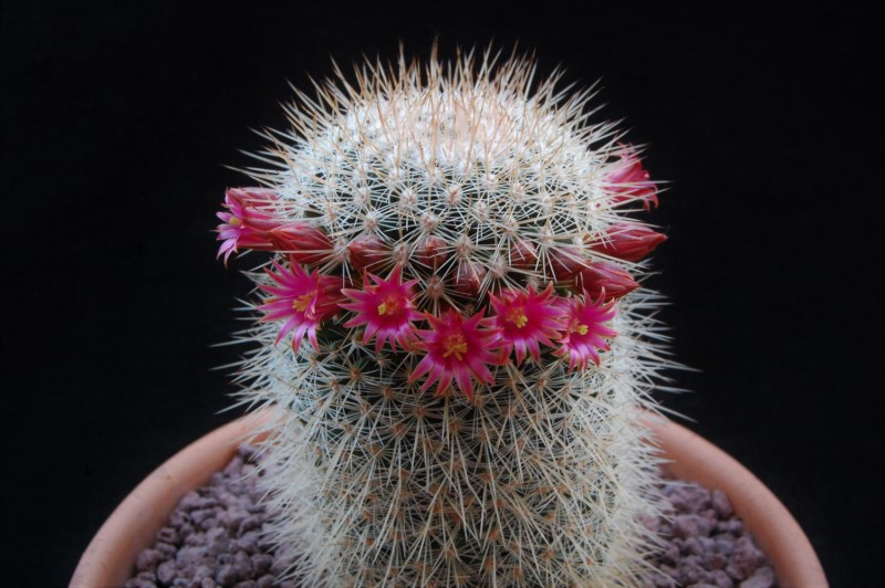 Mammillaria meyranii v. michoacana ML 646