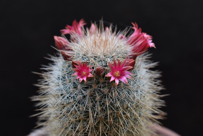 Mammillaria meyranii v. michoacana ML 646