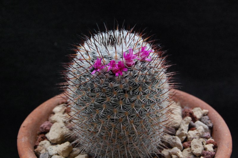 Mammillaria haageana SB 680