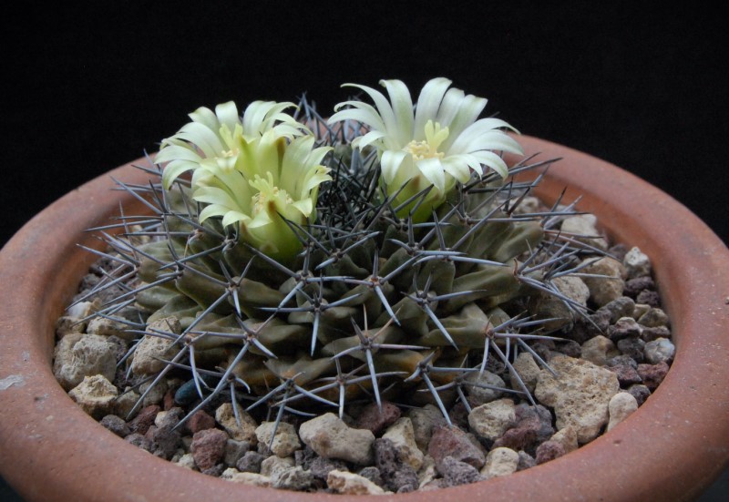 Mammillaria freudenbergeri JM 206