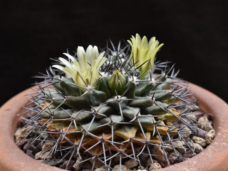 Mammillaria freudenbergeri JM 206