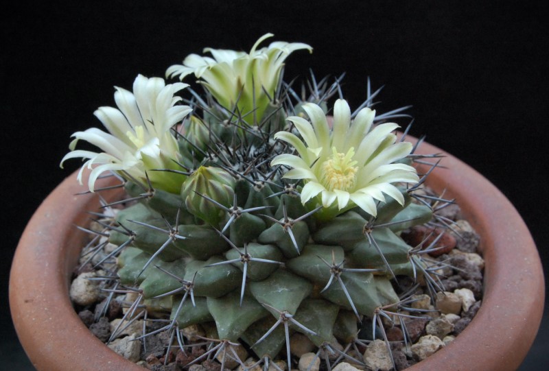 Mammillaria freudenbergeri JM 206