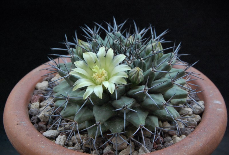 Mammillaria freudenbergeri JM 206