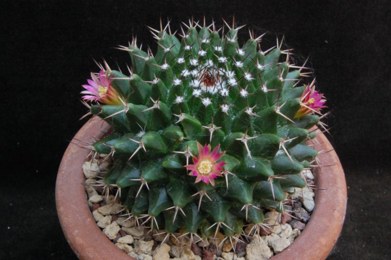 Mammillaria polyedra ML 346