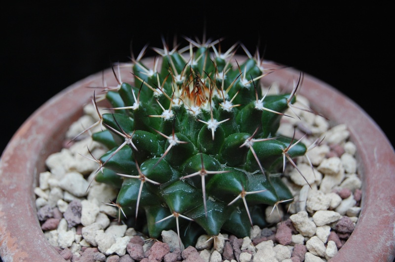 Mammillaria polyedra ML 346