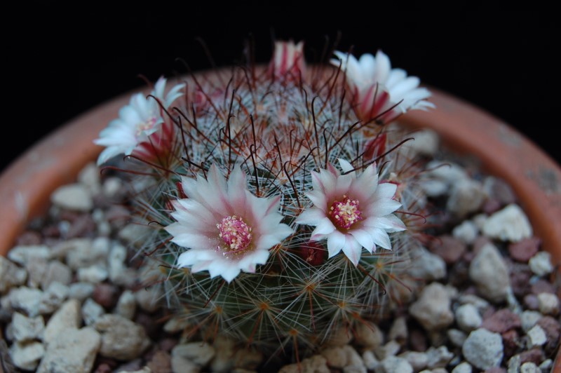 Mammillaria sp. UG 1370