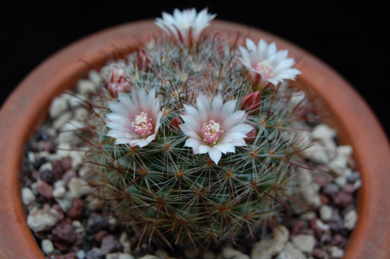 Mammillaria sp. UG 1370