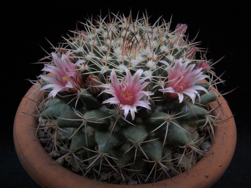 Mammillaria melanocentra SB 557