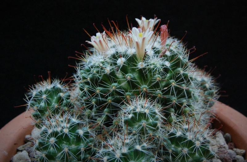 Mammillaria oteroi ML 351