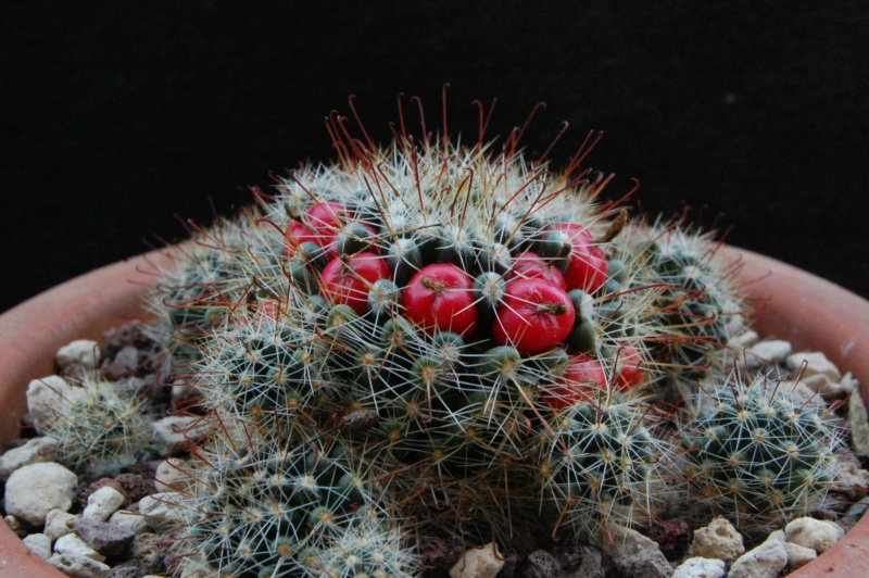 Mammillaria oteroi ML 351