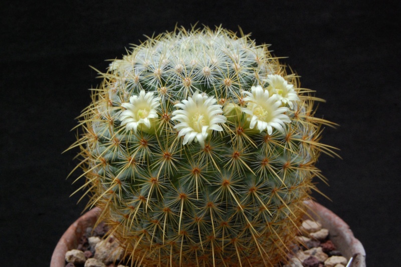 Mammillaria discolor v. schmollii 